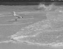 Sea Gull, Exmouth - Western Australia by Penny Murphy 